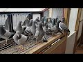 Irish racing pigeons