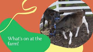 Halter training the calves!