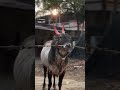 #brother #karnataka #highspeed #horie #227 #107 #brother #horihabba #legends #special #brand #bull..