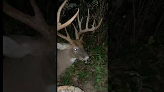 190” Buck