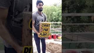 Chhat Par Planting 😃| Middle Class Family ka jugad 😇|#shorts #ytshorts #youtubeshorts