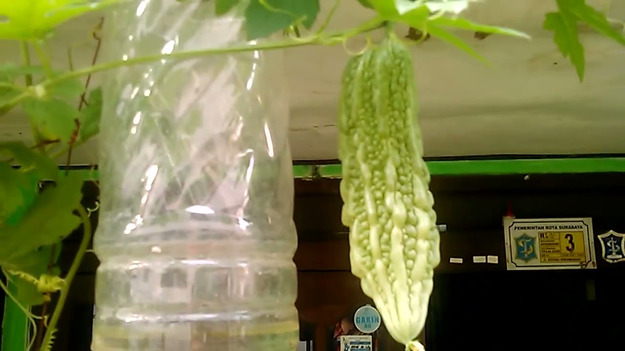 menanam pare di lahan sempit 