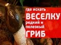 Где искать веселку, редкий и полезный гриб! И как сделать настойку