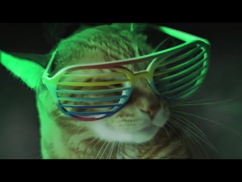 Party Crazy Cats Rave - Coffin Dance Song Meme (COVER)