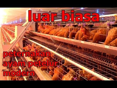 Peternakan Ayam Petelur Modern