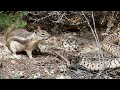 Brave Squirrel Fights and Takes Down Snake! | Squirrel VS Snake |