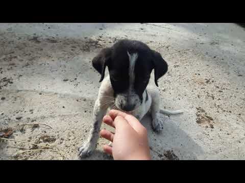 ბიმი და ჯესი