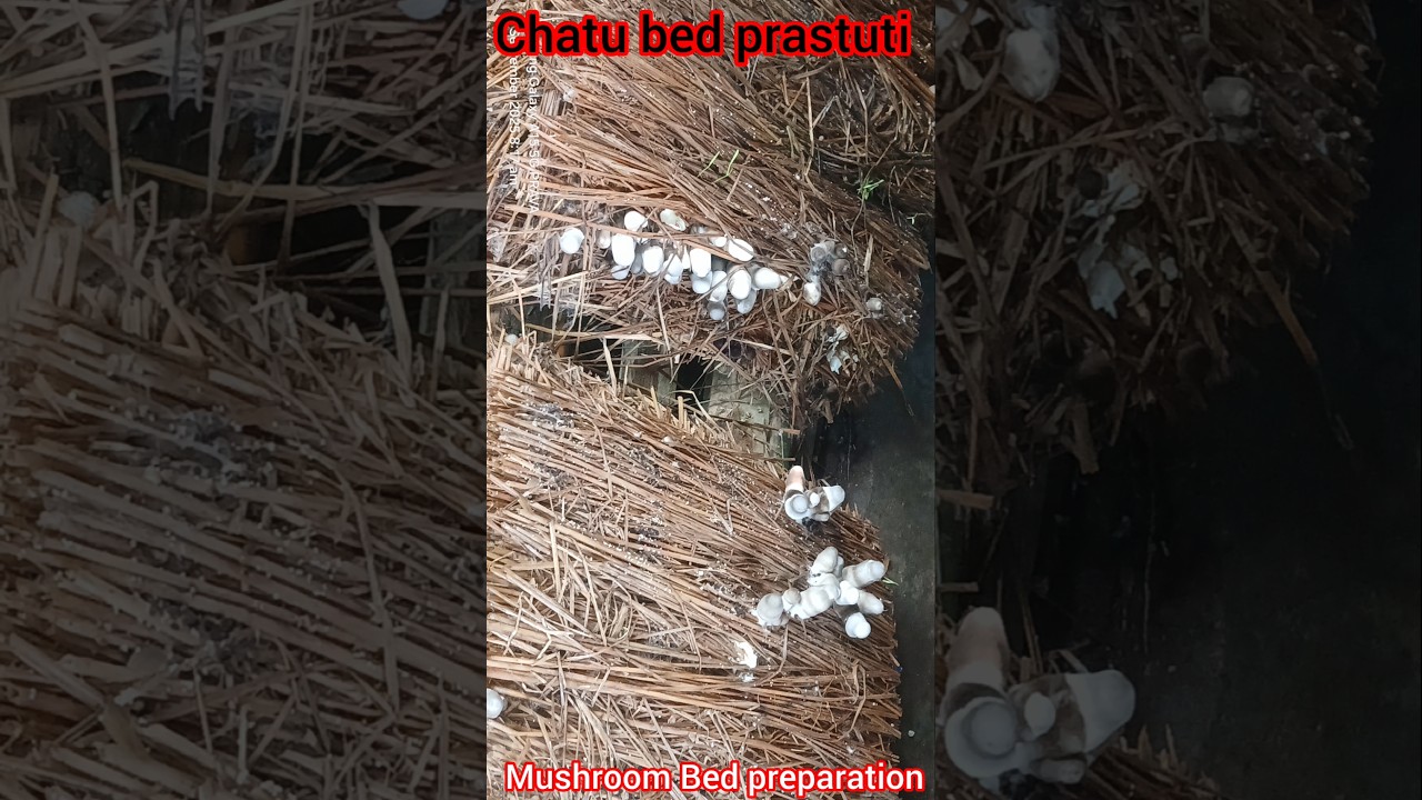 mushroom bed preparation at home😊