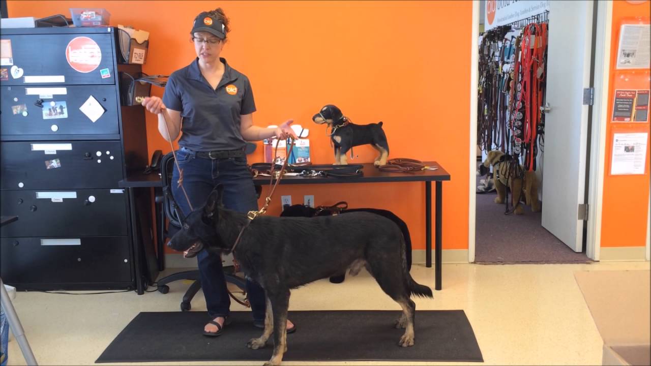 8Way Lead by Bold Lead Designs (6ft and 8ft multifunctional leash) YouTube