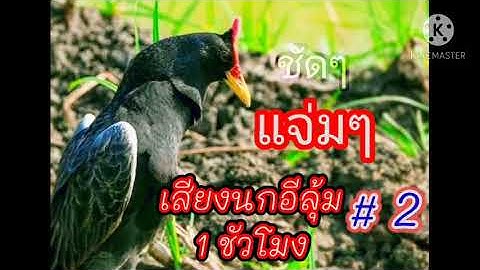 เสียงนกอีลุ้ม เสียงชัด100%