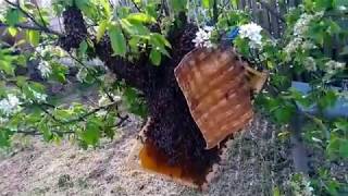 СНИМАЮ РОЙ ПЧЕЛ С ЯБЛОНИ- собираю рой пчел в роевню ,Beekeeping