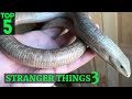 Top 5 | Our Strangest Animals Pt. 3 (Legless Lizard, African Grey Parrot, etc.)