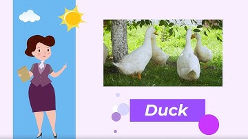 Bé học tiếng anh về động vật -Con vịt -Học Tiếng Anh miễn phí cùng TiDocs