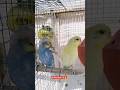 BUDGIE LOVER 🐦🦜 #youtubeshorts #shortvideo #pets #birds #shorts #trending #explore #shortsfeed