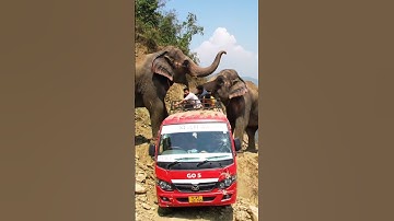 🔥 Viral AI Jungle Scene: Elephant Pushes Bus Over Cliff Edge | Shocking Wild Encounter
