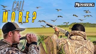 When to Call More at Geese | Early Season Goose Hunting Tip