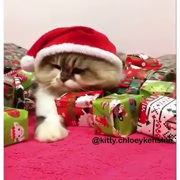 Злий кіт - YouTube