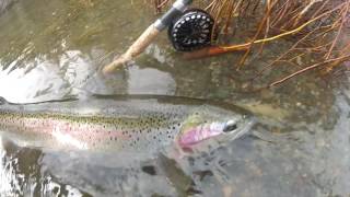 4 Steelhead In A Row On The Same Run. Bc Canada