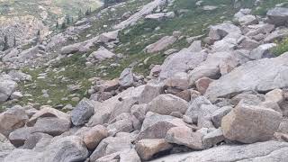 Cute Marmot Sound