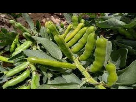 زراعة الفول الأخضر ميعاد الزراعة طريقة الزراعة الري التسميد