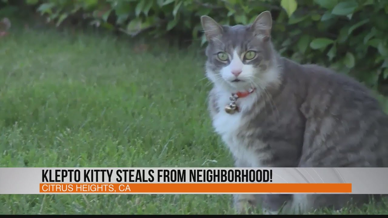 Klepto Kitty in California steals from neighborhood YouTube