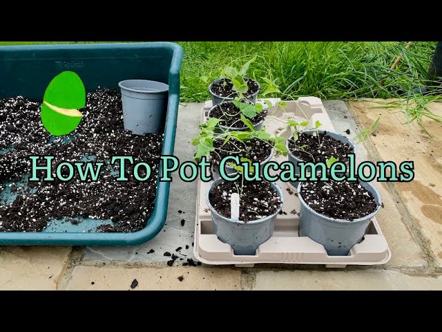 Growing Cucamelons in Gardens and Containers is fun and easy