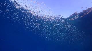 須江 内浦ビーチ キビナゴ