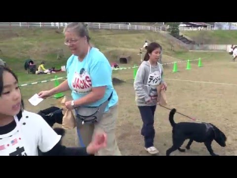 日米交流わんわん大運動会