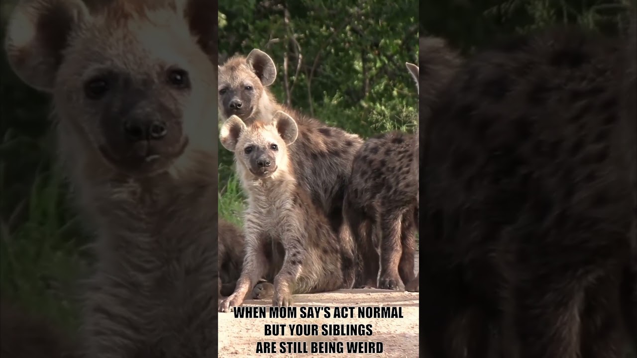 🐆When Mom Says Act Normal but Your Siblings are Still Being Weird! 🤦‍♀️ 