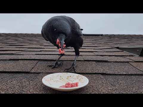 How I'm Befriending A Wild Crow! - Putting Tips To The Test