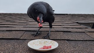 Famous How I'm Befriending A Wild Crow! - Putting Tips To The Test Net Worth