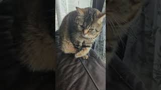 Stella discovered another cat smell on my clothes ✨😮😺