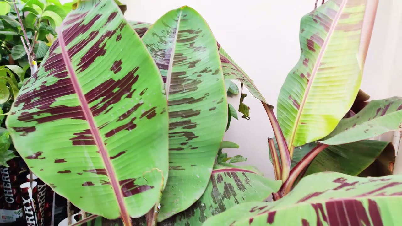 Home Depot Fruit Trees October 12, 2021 YouTube