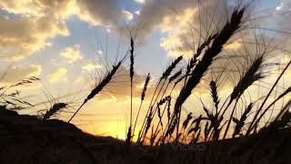 Cihat Duman - Ax Le Yar Süper Kürtçe Slow Resimi