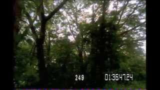Sunrise trees forest wind tl 249 Mo.mov