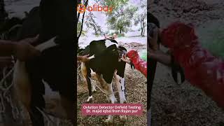 Ovulation detector  Heat detector #ovulation #Heat #estrous in #cow #veternarian