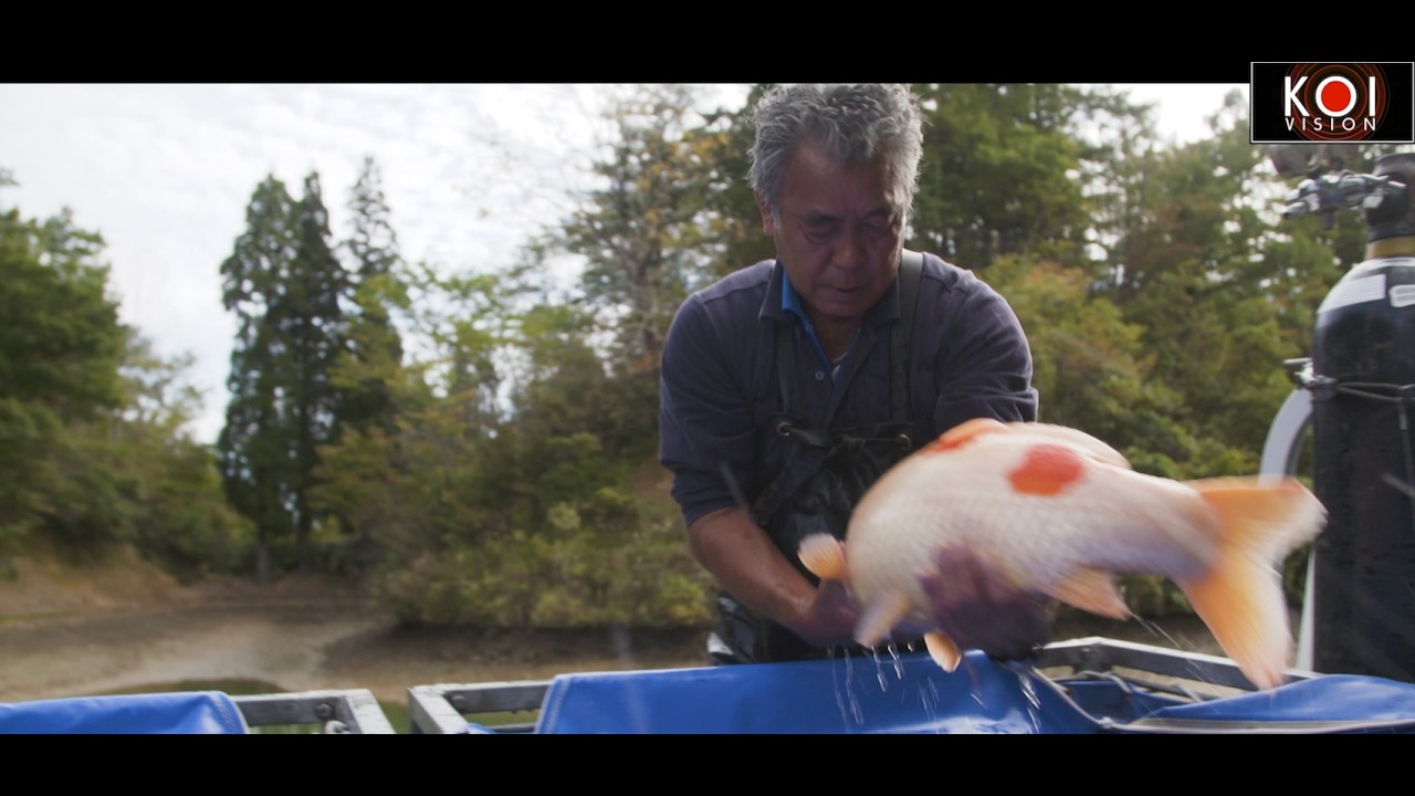 MARUJU KOI FARM  - HARVESTING KOI WITH THE TANAKA FAMILY