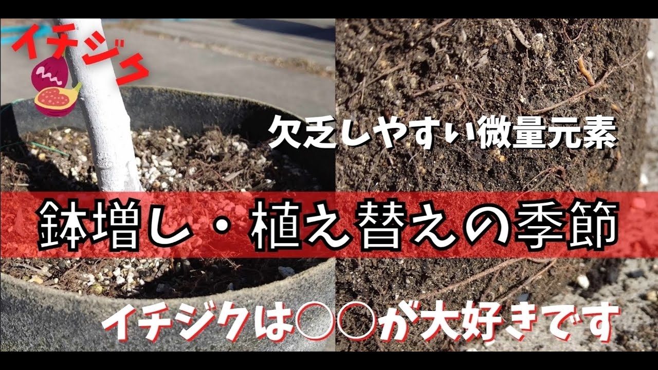 【イチジク】鉢増し・植え替えの季節です。初心者さんでも簡単にできる方法を解説しています。根が動き出す前に植え替えしましょう！！