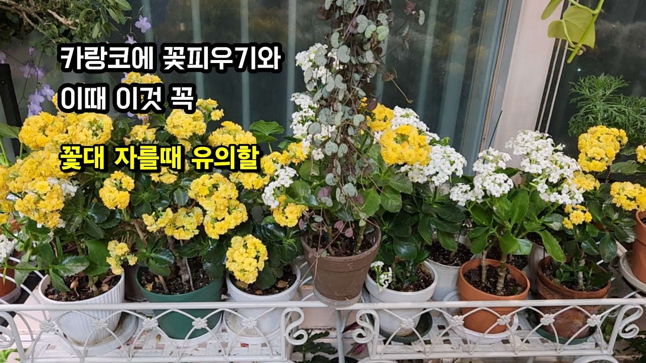 #카랑코에 꽃 피울때 꼭 해줘야 할 것과 꽃대 자를 때 유의 할점(#칼란디바 #꽃피우기 #꽃대자르기 #물주기 #해충방제 )