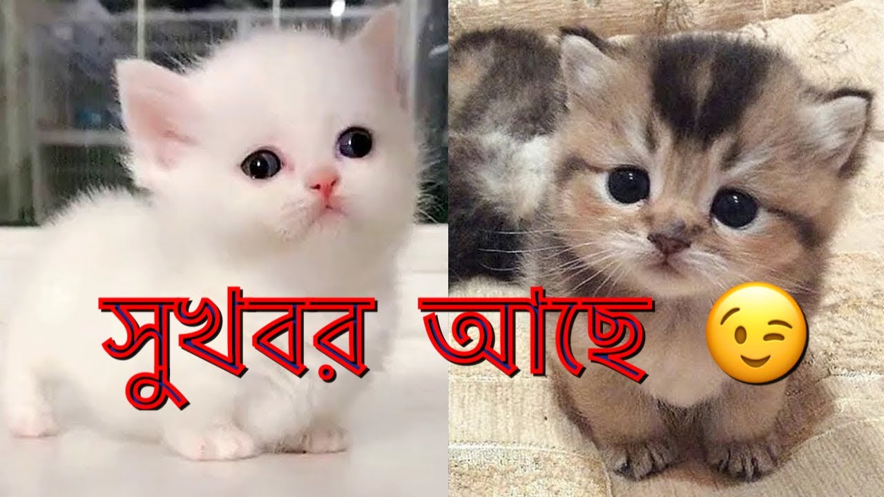 বলেনতো কি সুখবর 🥰🥰