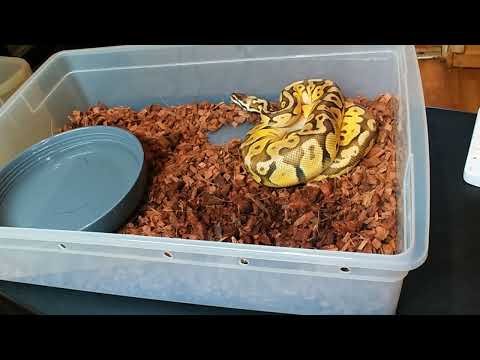 Orange Dream Super Pastel Weirdo Het Puzzle Ball Python from Ozzy Boids
