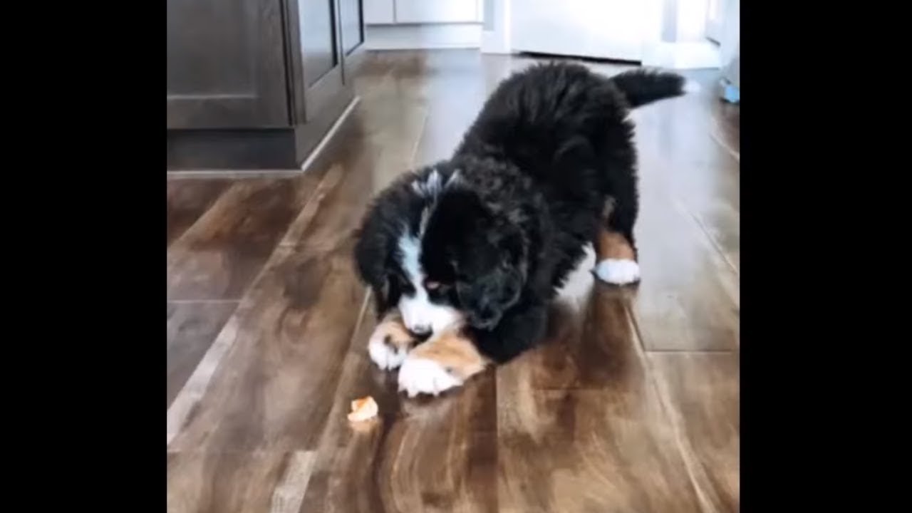 videos for cats Bernese puppy adorably battles orange slice