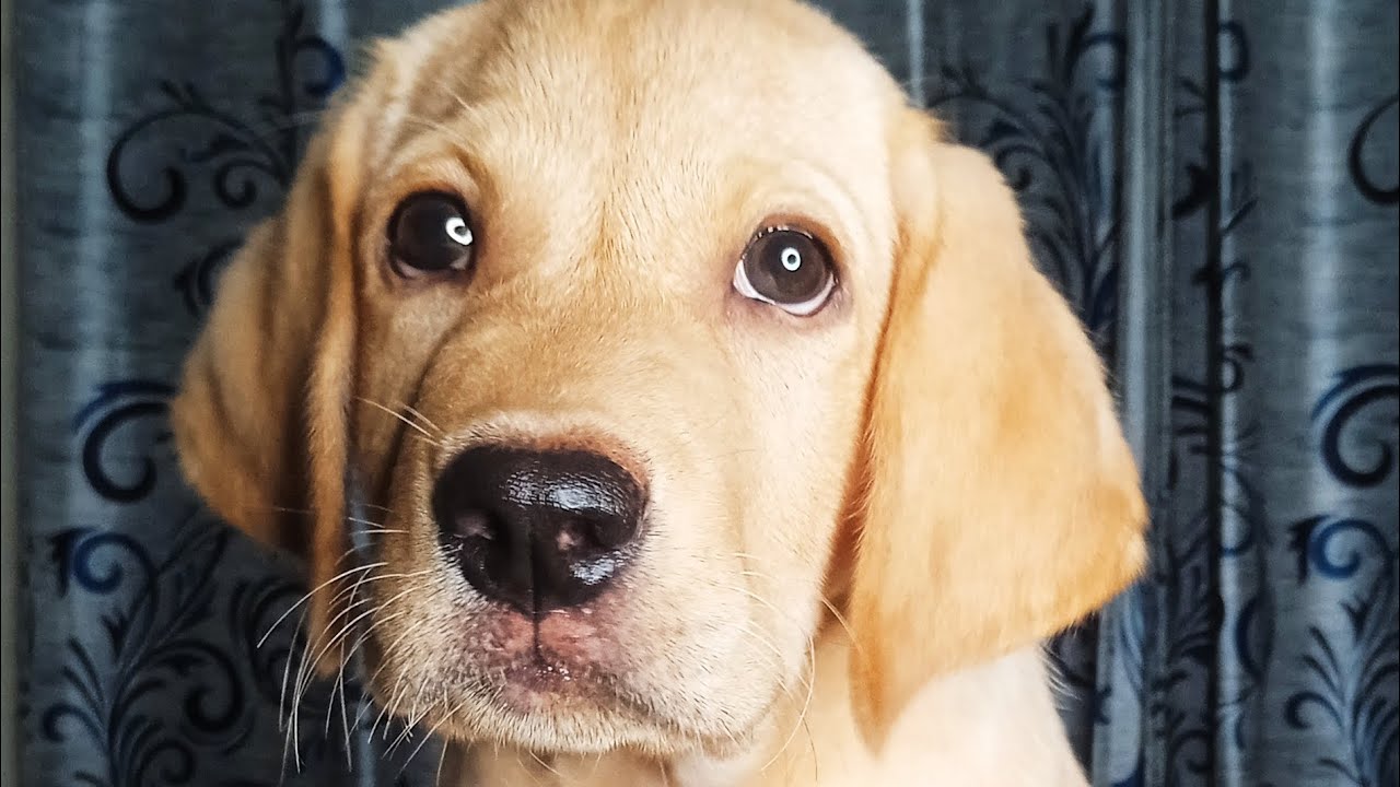 Puppy teething: Symptoms, Remedy and Precautions 🐕🐕Dog care