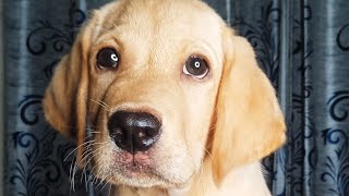 Puppy teething: Symptoms, Remedy and Precautions 🐕🐕Dog care