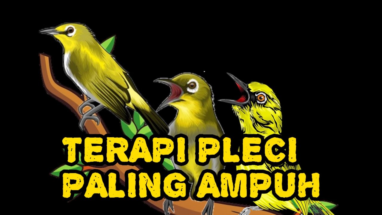 TERAPI PLECI PALING AMPUH #kicaumania #masteranjernih #poseidonesf