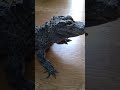 食欲旺盛なレックス🐊!少し大きくなるかな?🤔