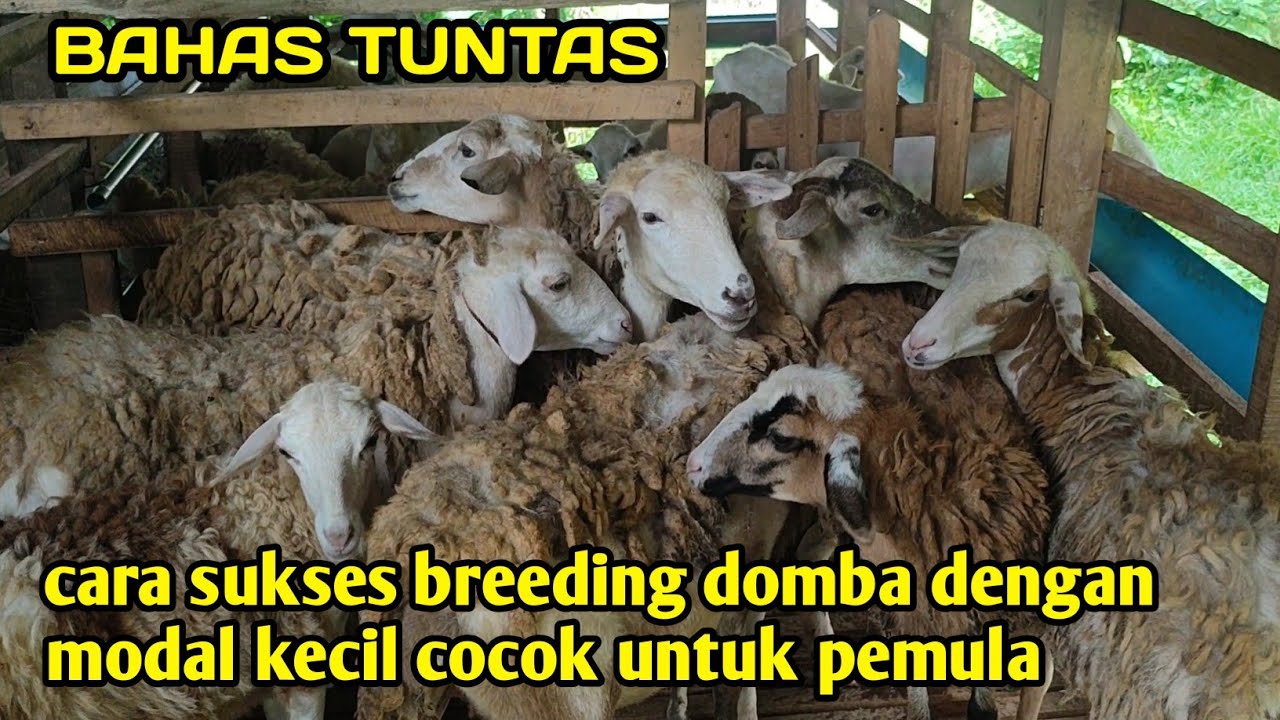 Cara memulai breeding domba dengan modal kecil, sangat cocok untuk pemula❗