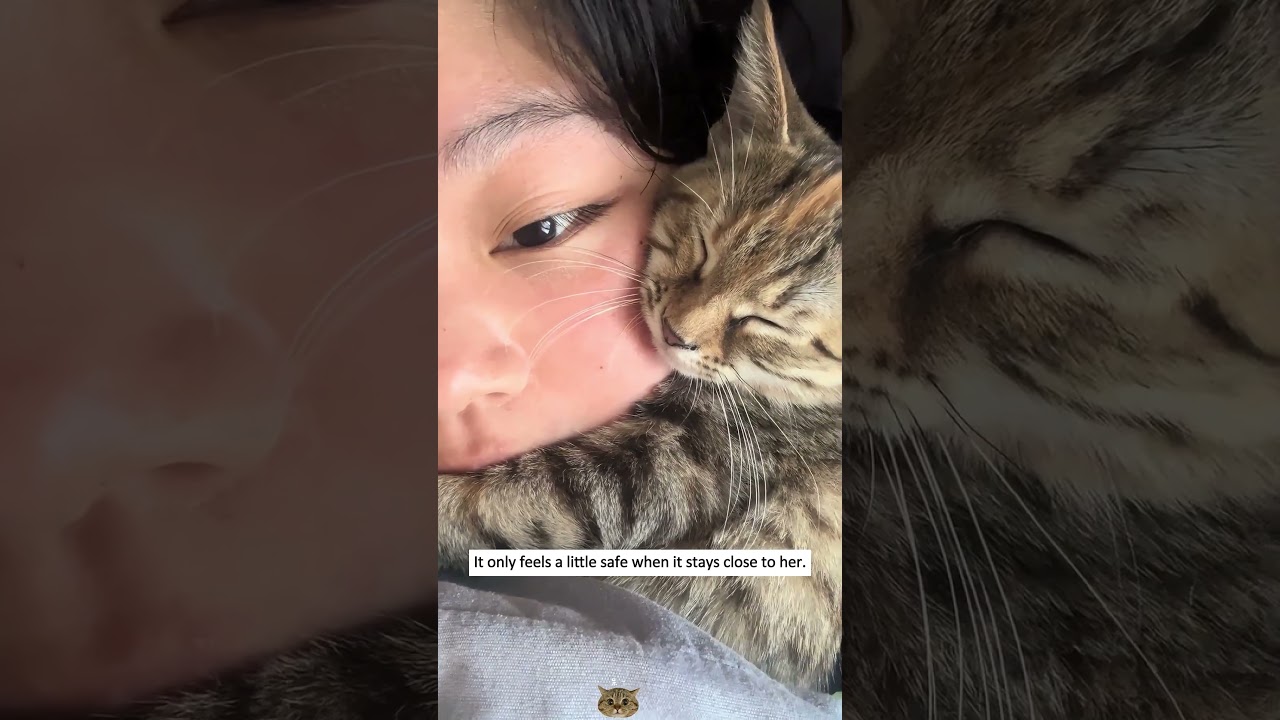 Смотреть «A woman saved a kitten that almost fell, and then this happened...» на YouTube Смотреть «A woman saved a kitten that almost fell, and then this happened...» на YouTube