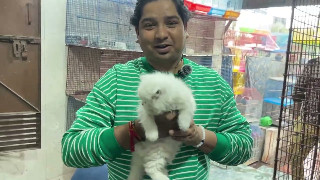 Cute Cat 🐱 || Pet Market Red Fort #youtubeshorts #ytshorts #ytshort #yt #youtube #youtuber #love 