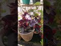 butterfly 🦋 plant #plantlove #flowers #greenlove #garden